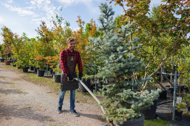 Tree and Shrub Care in Elkins, WV