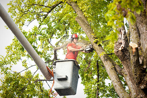 Trusted Elkins, WV Tree Services Experts